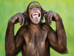 Maymunlar Hakkında Duymadığınız 15 Bilgi